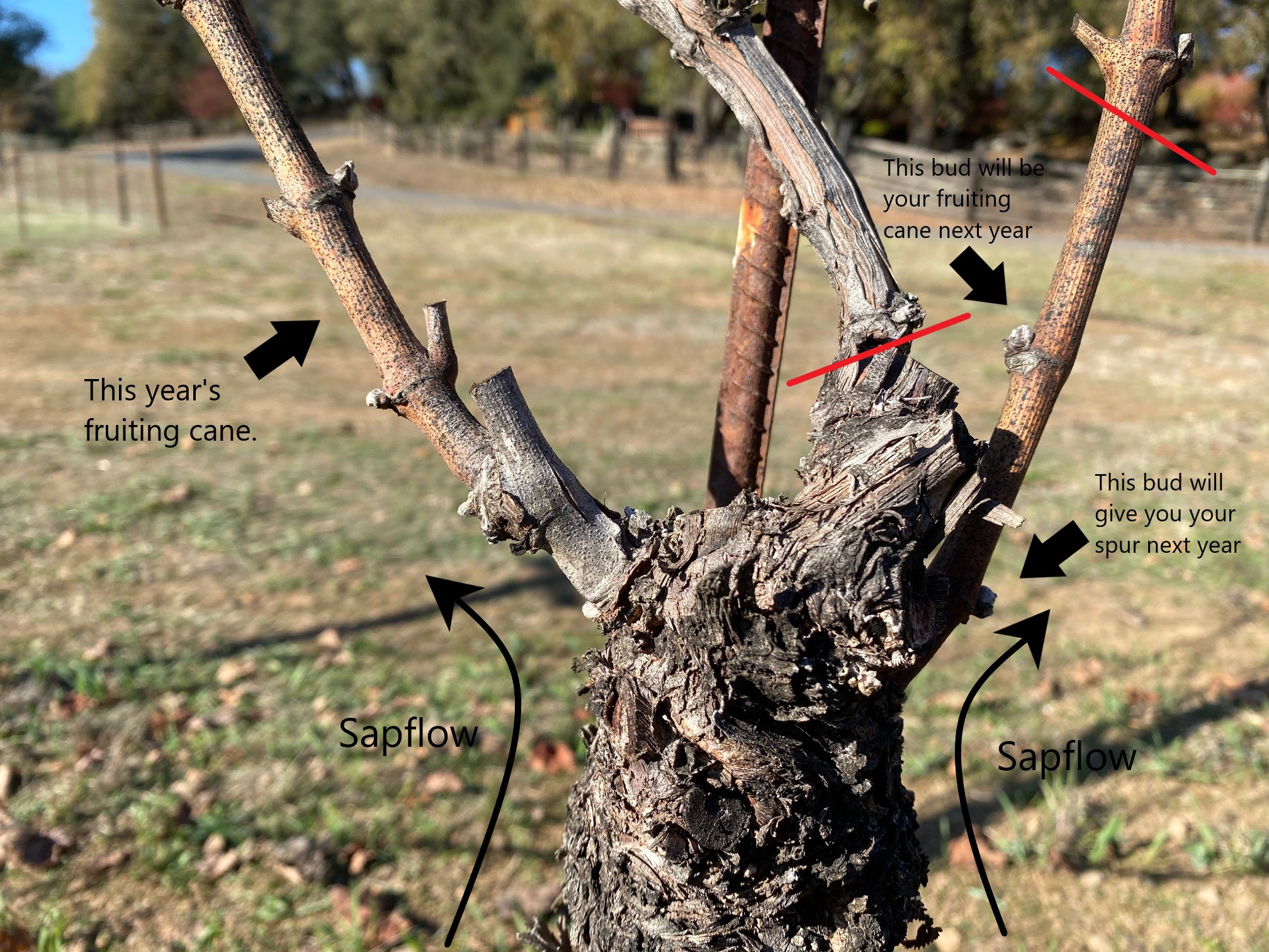 What is sap flow pruning and how can I apply it in my vineyard