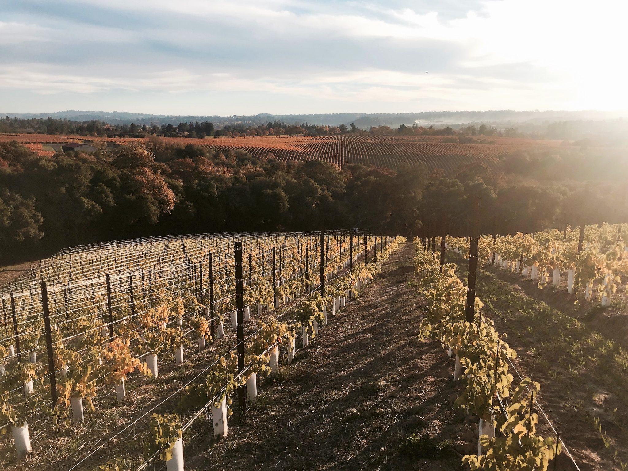 Planting a vineyard? Not so fast. | Advanced Viticulture